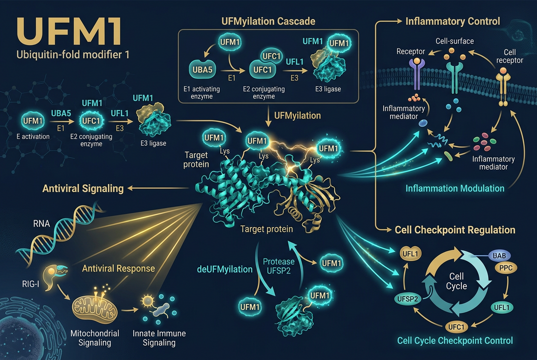 UFMylation: A Conserved Modifier at the Centre of Immune Regulation and Checkpoint Control