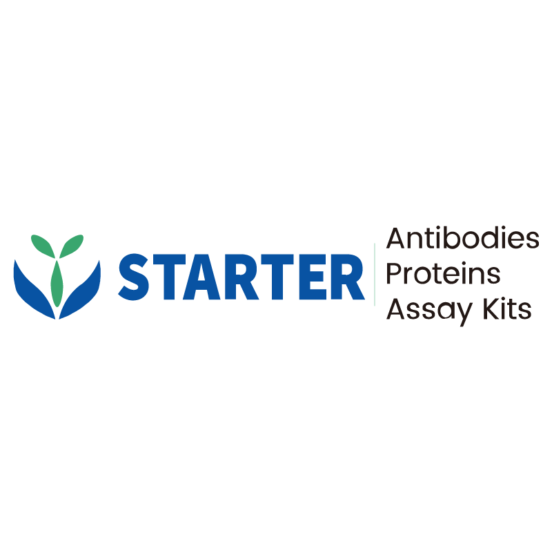 Flow Antibody