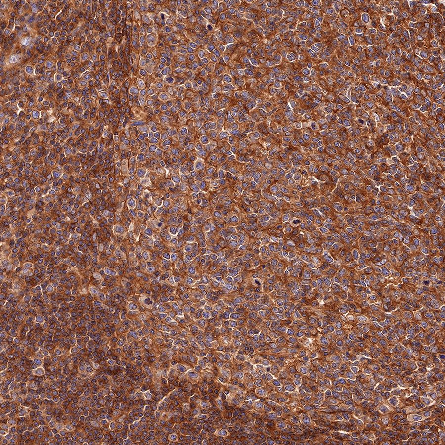 Product image media