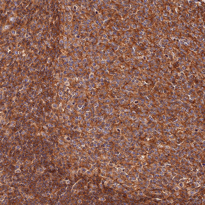 Product image media