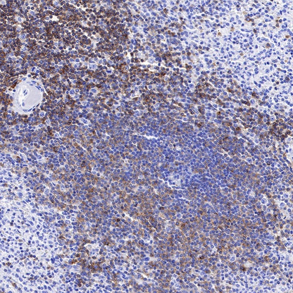 CD27 Mouse mAb (S-568-1)