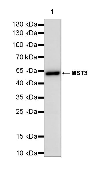MST3 Recombinant Rabbit mAb (S-4026-22)
