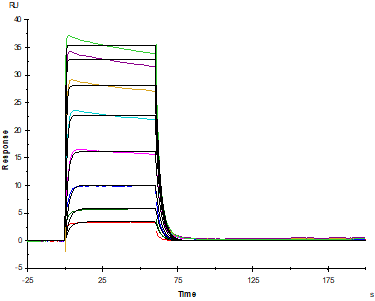 IL-3 Protein, Mouse