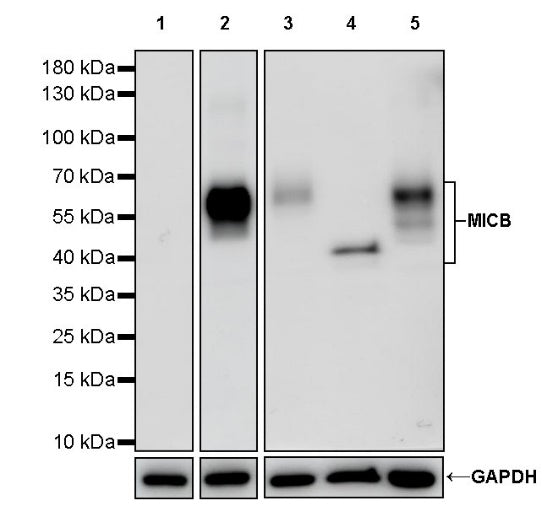 MICB Recombinant Rabbit mAb (S-1472-102)