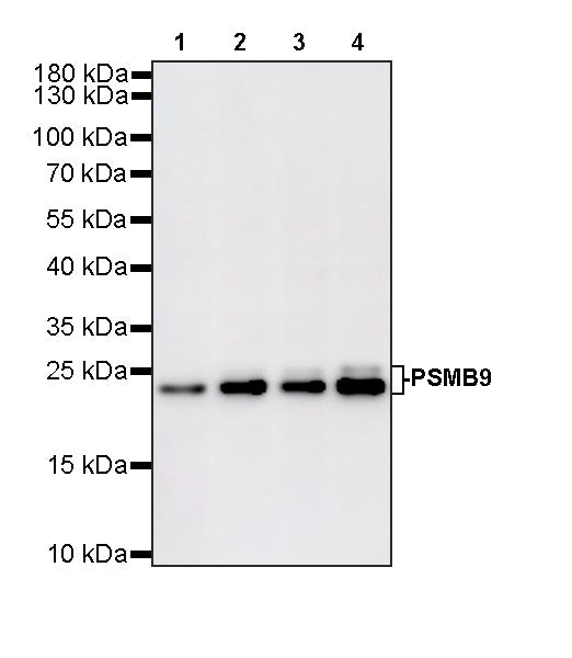 PSMB9 Recombinant Rabbit mAb (S-4183-122)