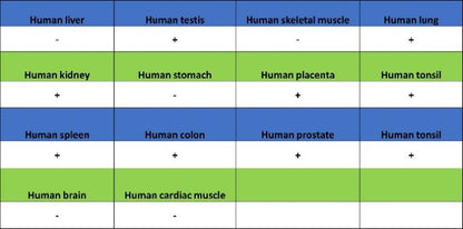 NF-κB2 p100/p52 Recombinant Rabbit mAb (S-2502-208)