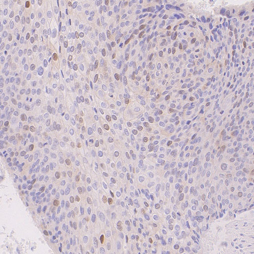 Cyclin A2 Recombinant Rabbit mAb (S-1873-103)