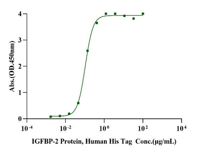 IGFBP-2 His Tag Protein, Human