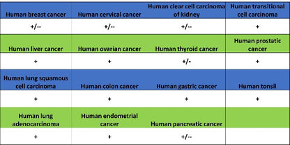 SDHA Recombinant Rabbit mAb (S-1458-43)