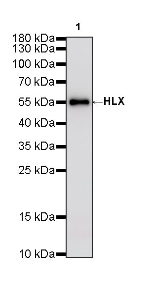 HLX Recombinant Rabbit mAb (S-4598-77)