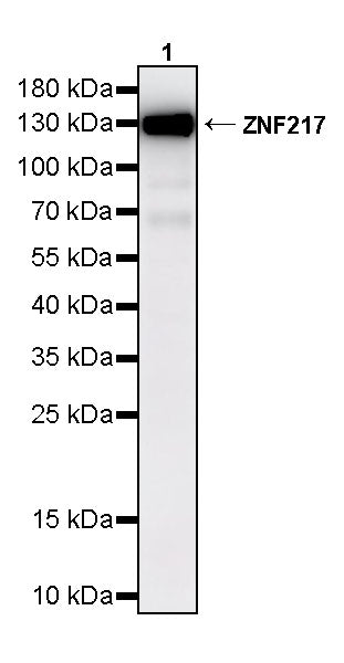 ZNF217 Recombinant Rabbit mAb (S-4699-14)