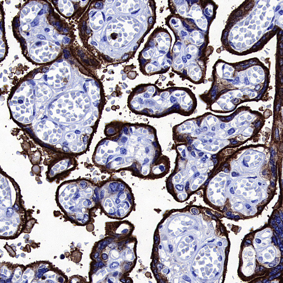 Transferrin Receptor Recombinant Rabbit mAb (S-4791)