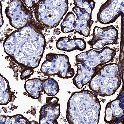 Transferrin Receptor Recombinant Rabbit mAb (S-4791)