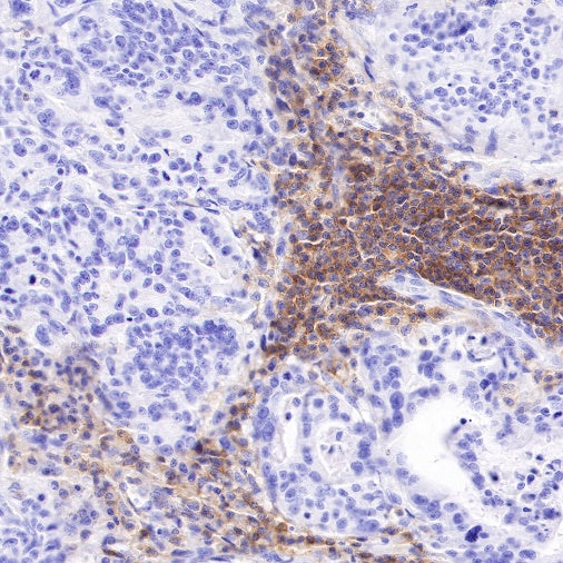 CD48 Recombinant Rabbit mAb (S-R265)