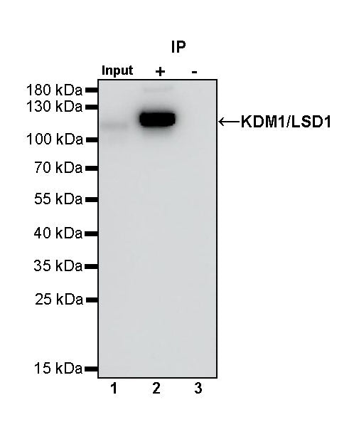 KDM1/LSD1 Recombinant Rabbit mAb (S-1280-80)
