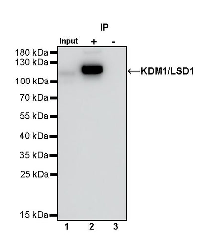 KDM1/LSD1 Recombinant Rabbit mAb (S-1280-80)