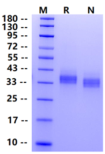 Biotinylated PD-L1 Avi&His Tag Protein, Human