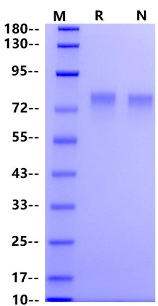 CD39/ENTPD1 His Tag Protein, Cynomolgus