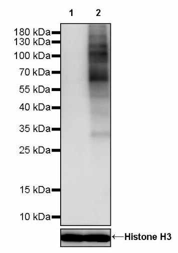 Phospho-Akt Substrate (RXXS*/T*) Recombinant Rabbit mAb (S-2669-104)