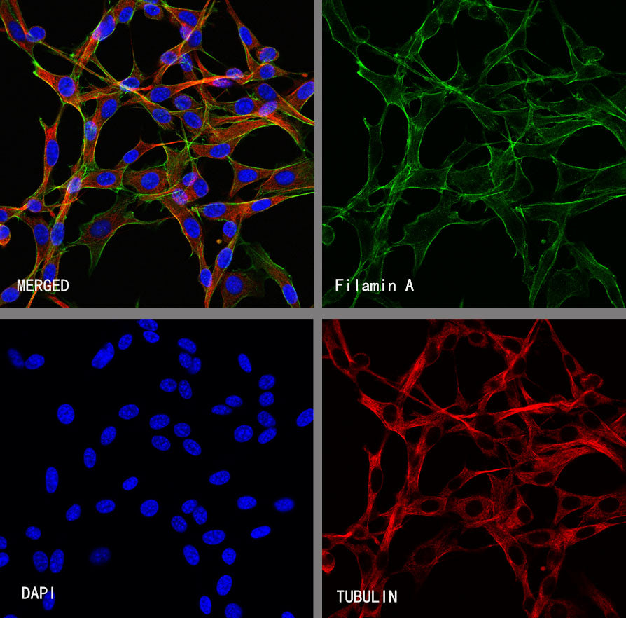 Filamin A Rabbit Polyclonal Antibody