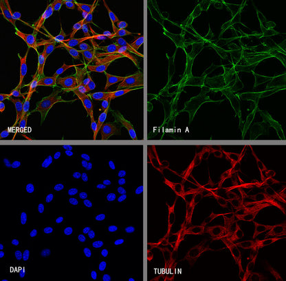 Filamin A Rabbit Polyclonal Antibody