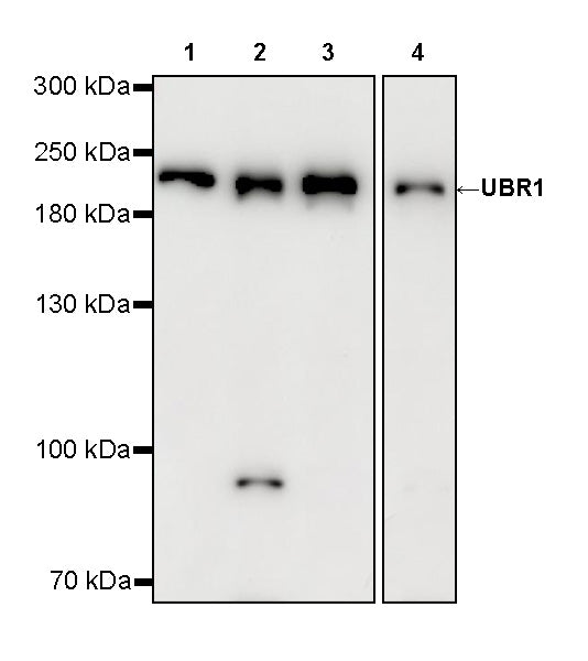 UBR1 Recombinant Rabbit mAb (S-4166-11)