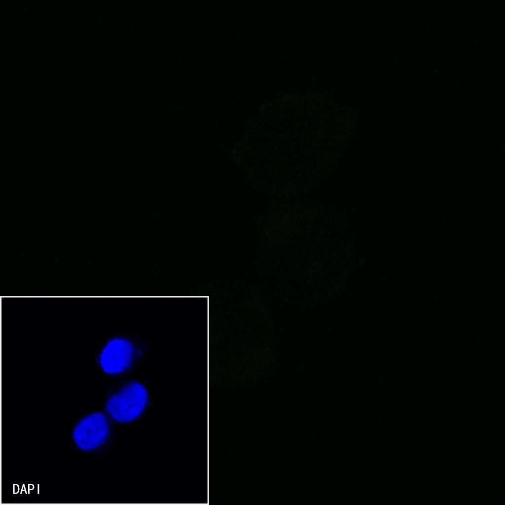 CD44 Mouse mAb (SDT-630-174)