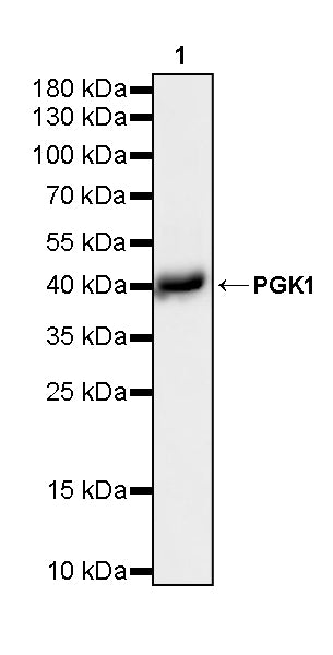 PGK1 Mouse mAb