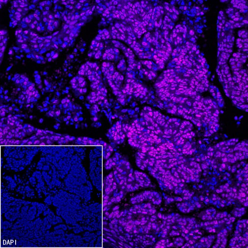 EHMT2/G9A Recombinant Rabbit mAb (S-4200)