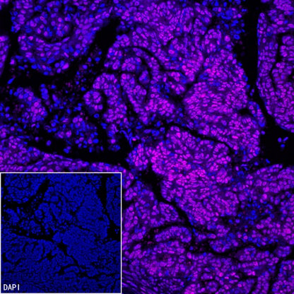 EHMT2/G9A Recombinant Rabbit mAb (S-4200)