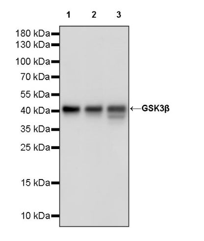 GSK3β Recombinant Rabbit mAb (S-1209-170)