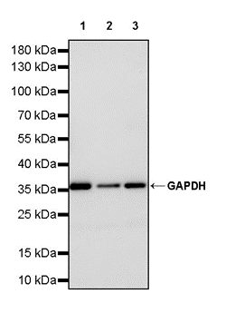 GAPDH Recombinant Mouse mAb (S-4721)