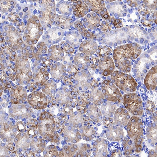 ATG12 Recombinant Rabbit mAb (S-1143-209)