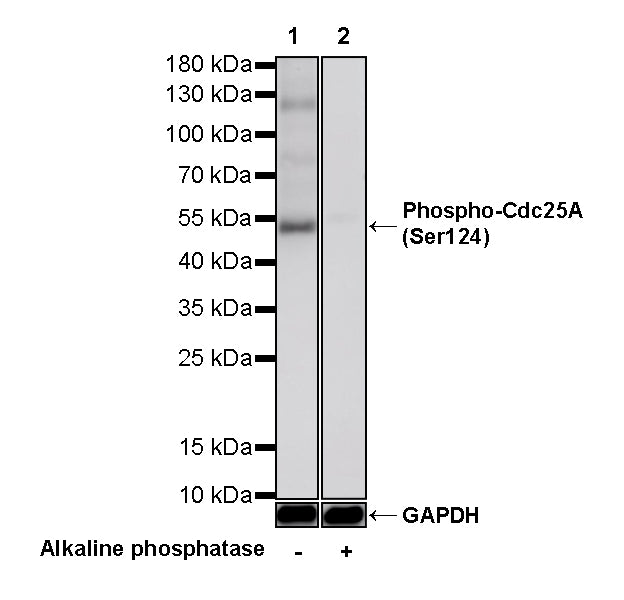 Phospho-Cdc25A (Ser124) Recombinant Rabbit mAb (S-5057-5)