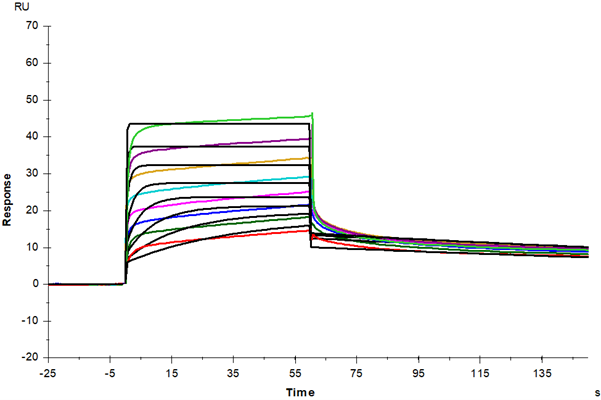 M-CSF Protein, Human