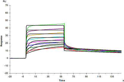 M-CSF Protein, Human