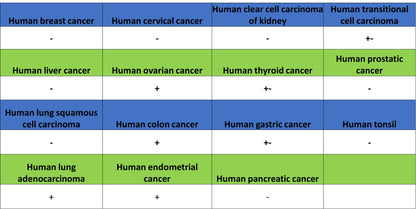 ATF3 Recombinant Rabbit mAb (S-3904)