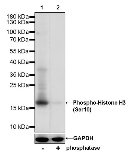 Phospho-Histone H3 (Ser10) Recombinant Rabbit mAb (S-960-58)