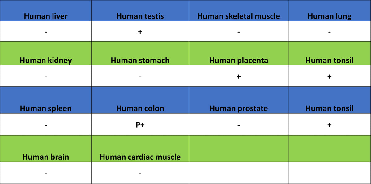 Cyclin E1 Recombinant Rabbit mAb (SDT-4375-29)