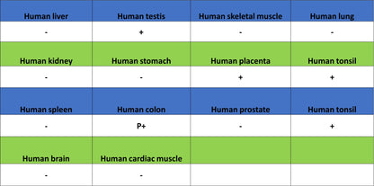 Cyclin E1 Recombinant Rabbit mAb (SDT-4375-29)