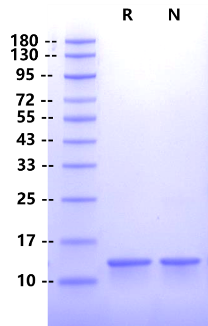 AITRL Protein, Human