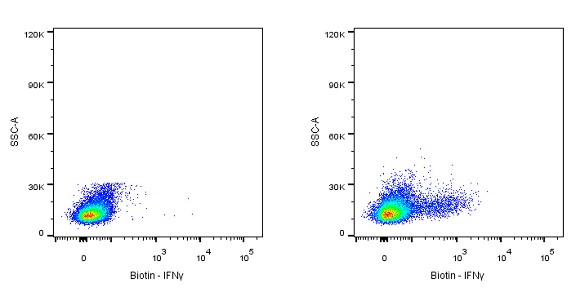 Biotin Rat Anti-Mouse IFNγ Antibody (XMG1.2)