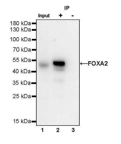 FOXA2 Recombinant Rabbit mAb (SDT-R174)