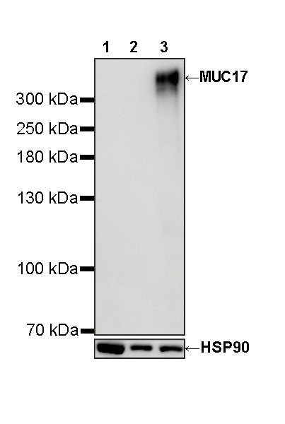 MUC17 Recombinant Rabbit mAb (SDT-3951-108)