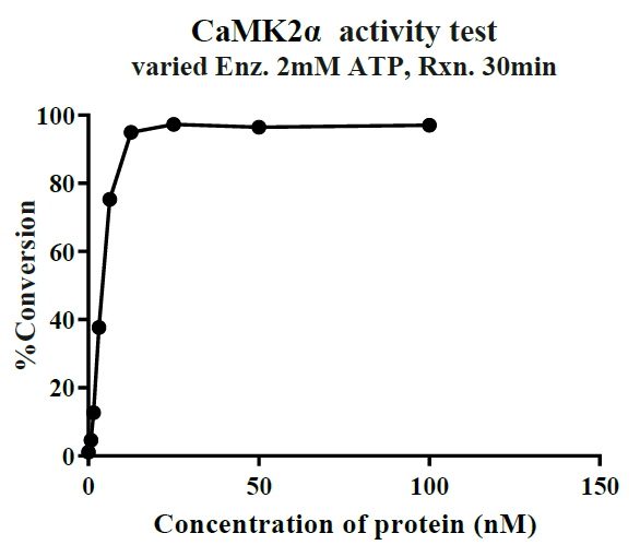 CaMK2A GST Tag Protein, Human