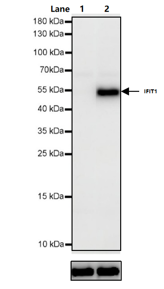 IFN-α 1b Protein, Human