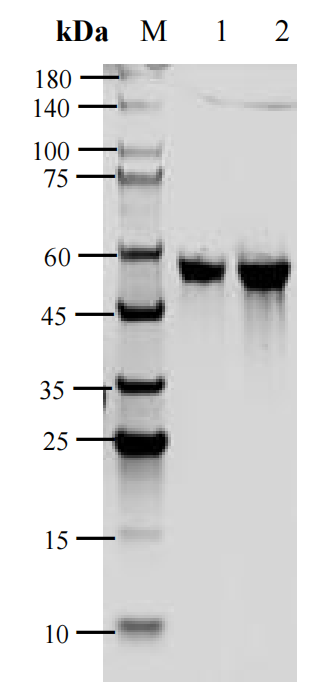 WRN (500-946) Protein,Human