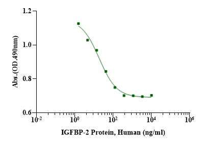 IGFBP-2 His Tag Protein, Human