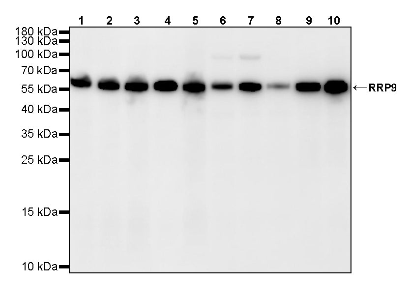 RRP9 Recombinant Rabbit mAb (S-4838-24)