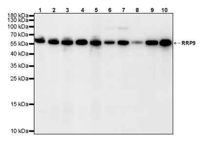 RRP9 Recombinant Rabbit mAb (S-4838-24)